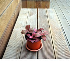 폴레드라이징스타