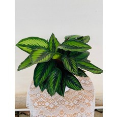 칼라데아 뷰티스타 중품 25~40cm 119