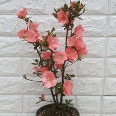 약혜비수