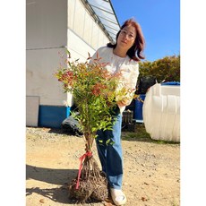 광일농원 남천 80cm 분 5주 묶음