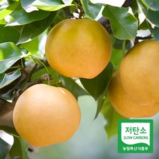 아삭아삭 달콤한 저탄소인증 장성배 (5과) 3.4kg내외