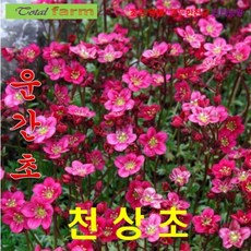 운간초
