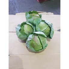 햇양배추