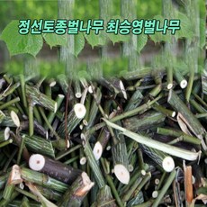 정선토종벌나무 최승영벌나무 2kg, 1개, 단품