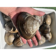대합 웅피 1Kg 러시아 동해안 제철 캠핑 산지직송 강원도 고성 청정해수 찜 구이 탕, 1개