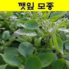 깻잎모종