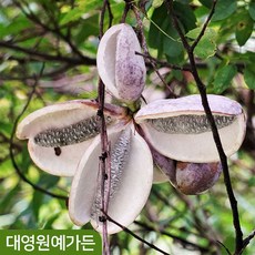 으름나무 키150cm 결실주 덩굴식물 열매