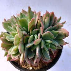 61854f7d59d0cbb4813da7c427e4bebe3fd23bfa4b6f309e3b7d5dc20f5c.jpg