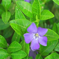 정원요리의약용을망라한제카의허브