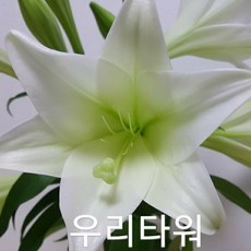 [혀느의정원] 우리타워 백합구근(1구)