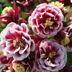 꽃심야생화 장미매발톱-윙키더블레드화이트3개 노지월동 다년초 10cm화분묘