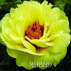 목단(모란) 묘목 황관(3년생/금강원예)