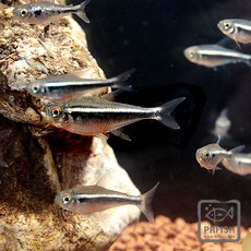 5b62fe2fdf0b3efdc54bd2739565ef9c140d0cfe8c29be84fec7e9328e00.jpg