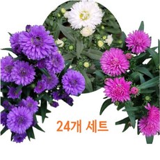 아스타국화 TOP01