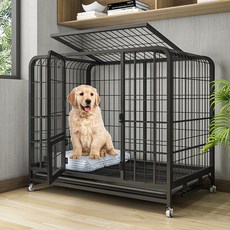 일산대형견애견호텔