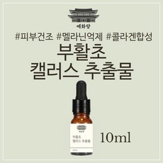 부활초캘러스