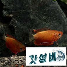 허니 구라미 2마리