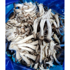 [싱싱야채 ] 경남 의령 산지직송 쫄깃하고 맛있는 느타리 버섯 2kg, 1개