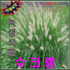 강아지풀씨앗
