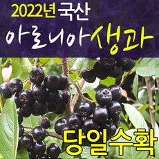 생아로니아가격