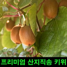 제주고씨네