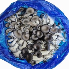 도담농산 느타리버섯 2kg 당일수확 당일발송, 1개, 느타리버섯2kg