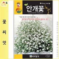 들꽃닷컴]패랭이와 같은 석죽과 식물 고올능 싫어하는 식물 개화:5-8월 안개꽃꽃씨 3g