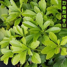 큰해오라비난초