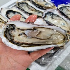 당일채취 당일작업 산지직송 통영 하프셀 굴 반깐굴, 1박스, 1단(25-30미 내외)