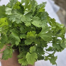 [바오농장] 무농약 베이비 고수 Cilantro 고수 채소 샐러드, 2개, 30g