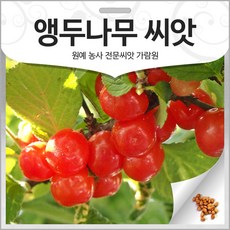 앵두 씨앗 앵두씨 수목 종자 앵두나무 씨앗 수목종자 50g, 1개