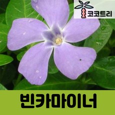 [야생화] 빈카마이너 (전국노지월동 가능)