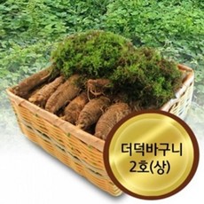더덕재배농가
