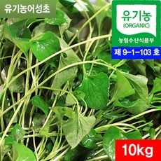 생어성초 10kg - 유기농 어성초생초 어성초생잎
