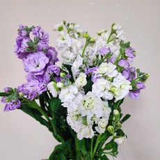 축복의 스토크 반단한단 양재꽃시장 꽃배달싼곳 생화배송 메종드보타닉, 화이트, 반단(큰2줄기)