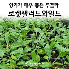 [모종심는아빠] 향기가 매우 좋고 식감이 부드러운 루꼴라 로켓샐러드와일드 모종, 모종6개, 1개