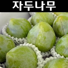 켈시자두