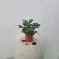 루엘리아