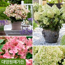 젊은목수들