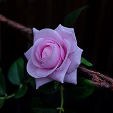 40b6076aa880864980782724b198b09acd28ec5eeff5f54277845cc35baa.jpg