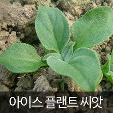 아이스플랜트씨앗 아이스플랜트 씨앗 허브씨앗 500알