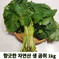 국산 향긋한 자연산 생 곰취 곰취나물 1kg 곤달비 산나물 생곰취나물 강원도곰취 태백곰튀나물 자연산곰취 곰취장아찌 제철나물 나물반찬 반찬용 가정용 산지직송, 1개