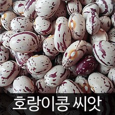 호랑이 강낭콩 씨앗 호랑이콩 종자 콩 bean seed 30g, 1개