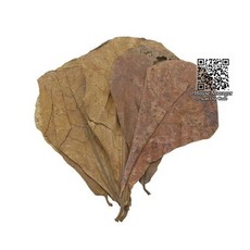 프리쉘마켓 만자니타유목 인디언복어 글라스캣피쉬 10pcs 자연 Terminalia Catappa 잎 인도 아몬드 Lour 나무 PH 산도를 균형을 잡는 수족관 물을위한 올, As Picture, As picture