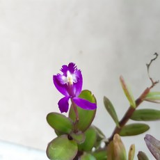 들꽃엄철