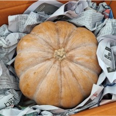 [국내산 / 산지직송] 싱싱하고 달콤한 늙은호박 맷돌호박, 1개, 3kg 이상
