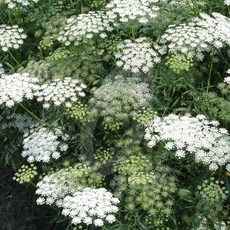 야생화피어나라플라워 레이스플라워(화이트) 아미초 1Set 2포트