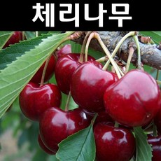 왜성체리/라핀(자가수정) 콜트대목 접목1년 뿌리묘 1개/유실수 과실수 묘목, 1개