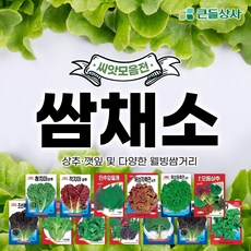 웰빙 쌈채소 상추 깻잎 다양한 쌈거리, 중옆쑥갓