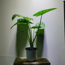 알로카시아키링